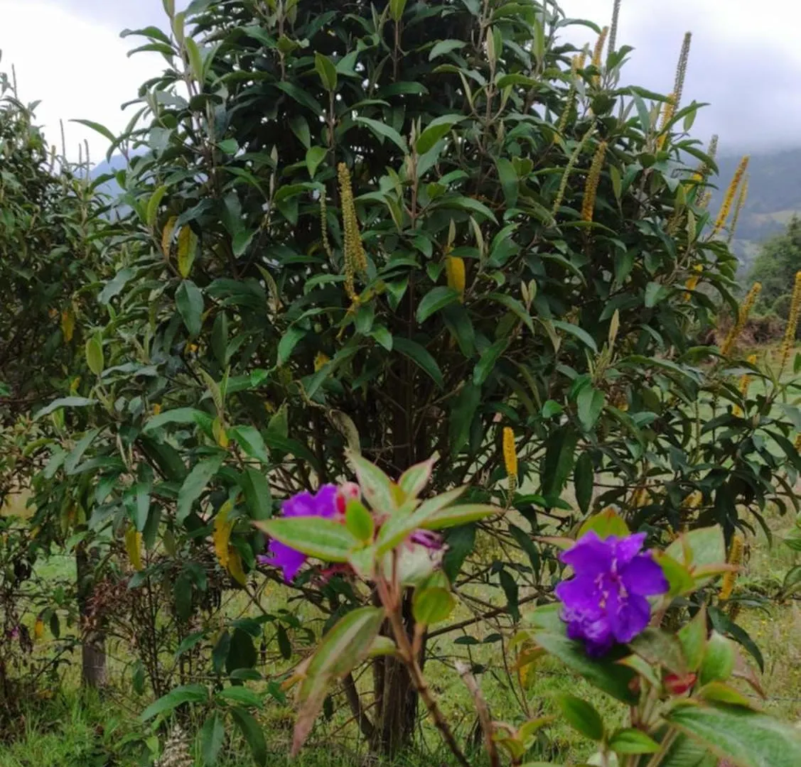 Bio Casa Colibri Refugio De Montana En Bogota Guest House